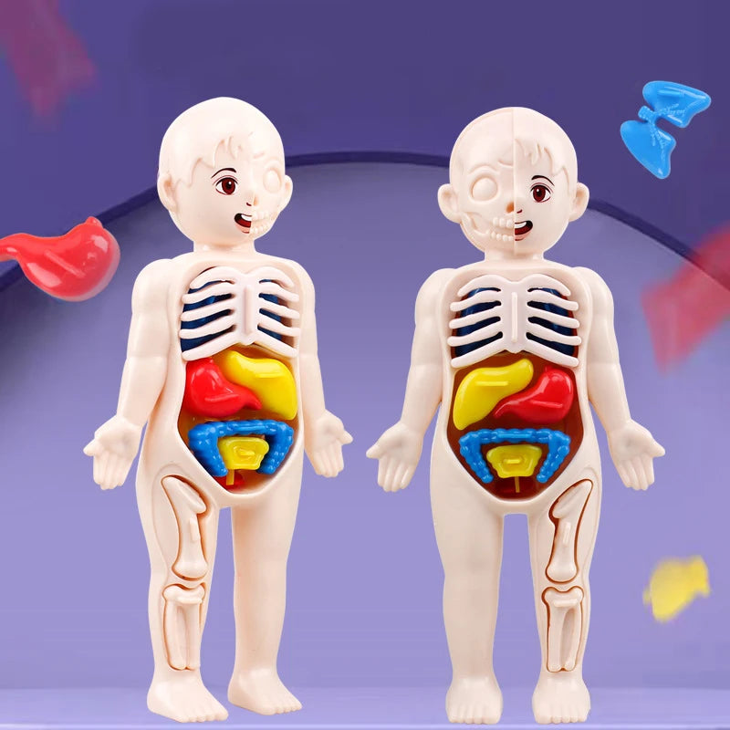 Science Education Human Body
