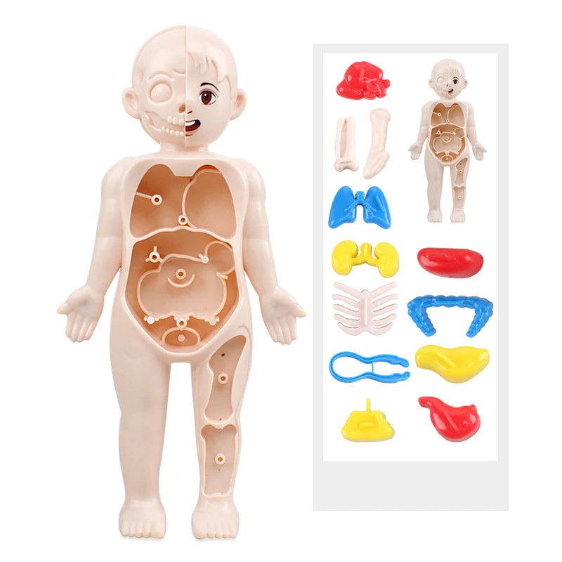 Science Education Human Body