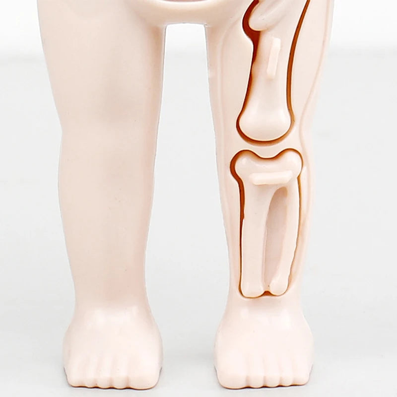 Science Education Human Body